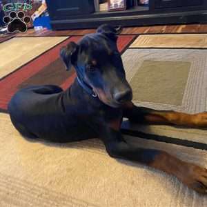 Harley, Doberman Pinscher Puppy